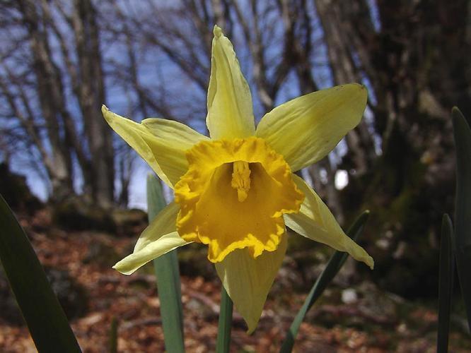 17 flowers: Daffodil
