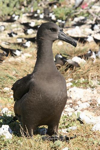 Caltech-UCSD Birds-200-2011: Black footed Albatross