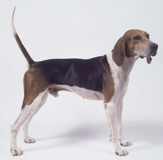 Stanford Dogs: English foxhound